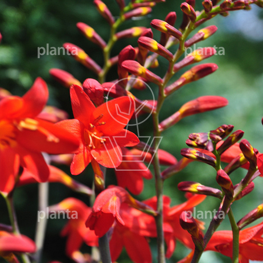Crocosmia 'Emberglow'