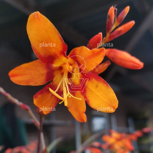 Crocosmia 'Emily McKenzie'