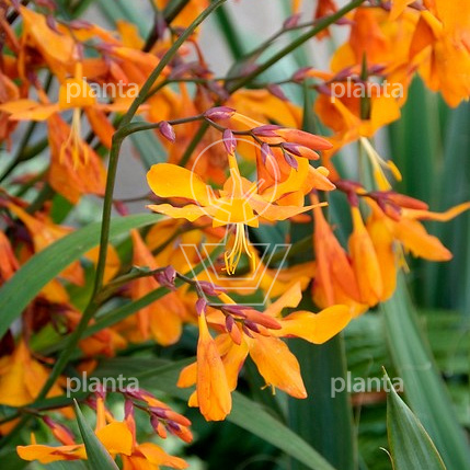 Crocosmia 'Emily McKenzie'