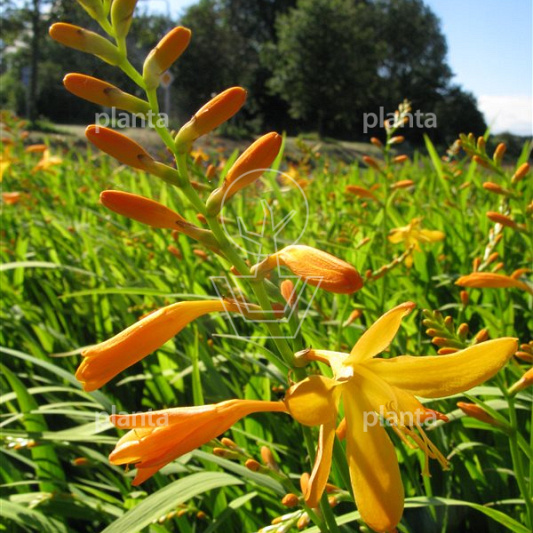 Crocosmia 'George Davidson'