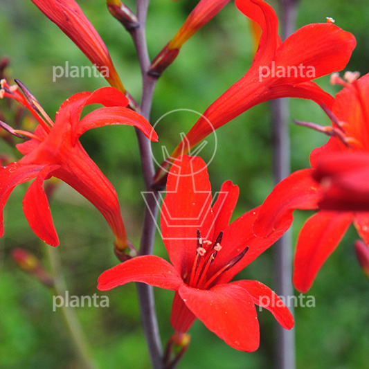 Crocosmia 'Lucifer'