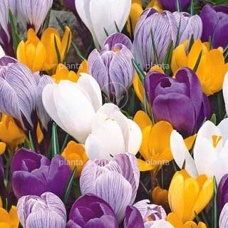 Crocus Grootbloemig/ Large flowering Mix