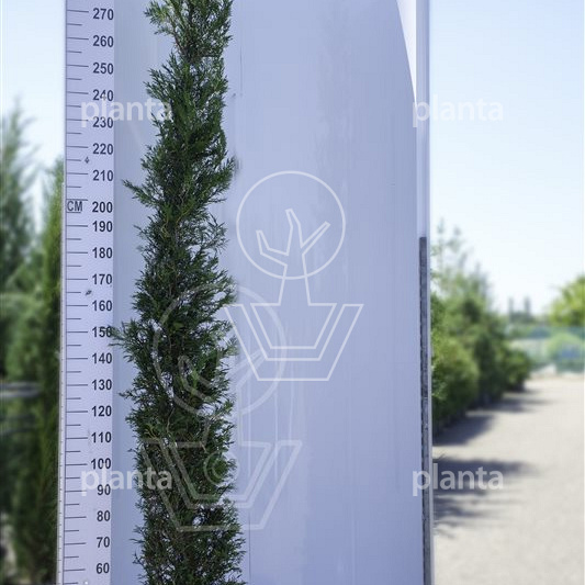 Cupressocyparis leylandii 'Pyramidalis'