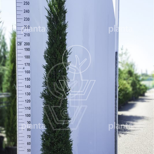 Cupressocyparis leylandii 'Pyramidalis'