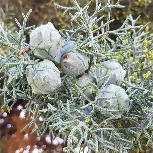 Cupressus arizonica 'Glauca'