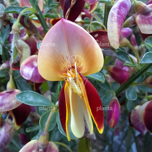 Cytisus 'Andreanus Splendens'