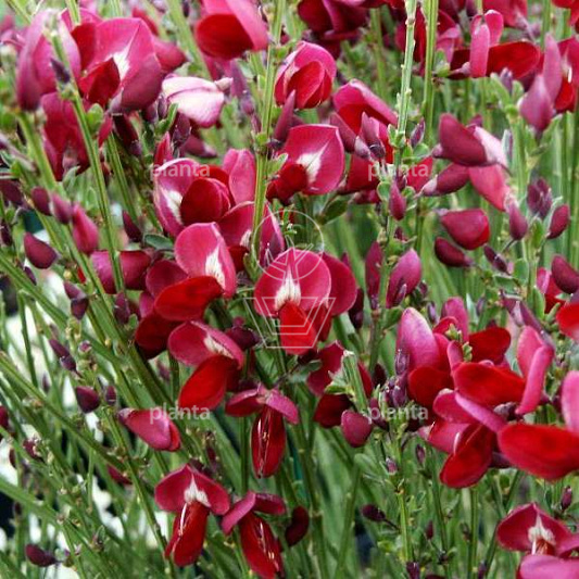 Cytisus 'Boskoop Ruby'
