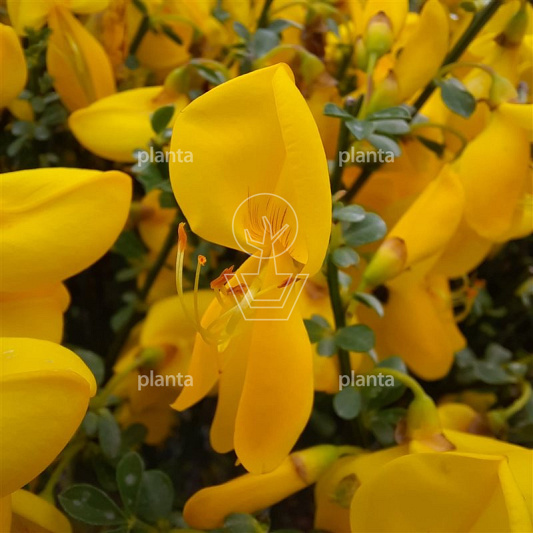 Cytisus scoparius 'Golden Sunlight'