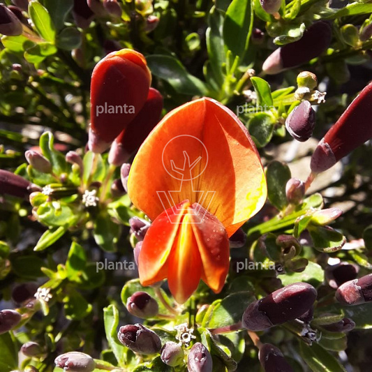 Cytisus scoparius 'Lena'