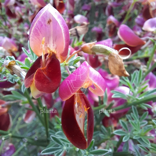 Cytisus 'Windlesham Ruby'