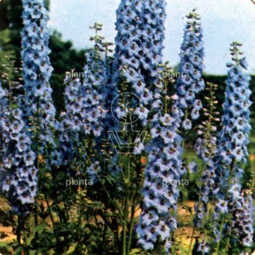 Delphinium belladonna 'Bellamosum'