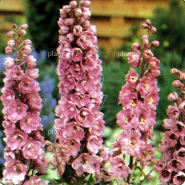 Delphinium pacific 'Astolat'
