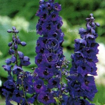 Delphinium pacific 'Black Knight'
