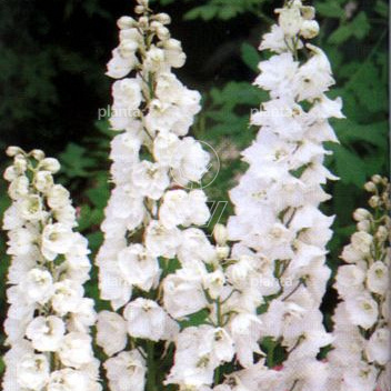 Delphinium pacific 'Galahad'