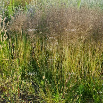 Deschampsia cespitosa 'Goldtau'