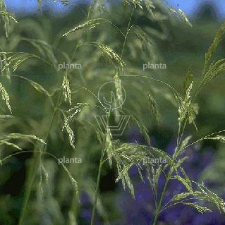 Deschampsia cespitosa