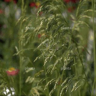 Deschampsia cespitosa