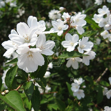 Deutzia gracilis