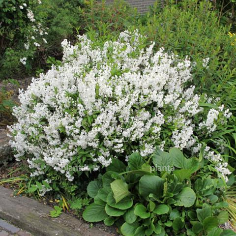 Deutzia gracilis 'Nikko'