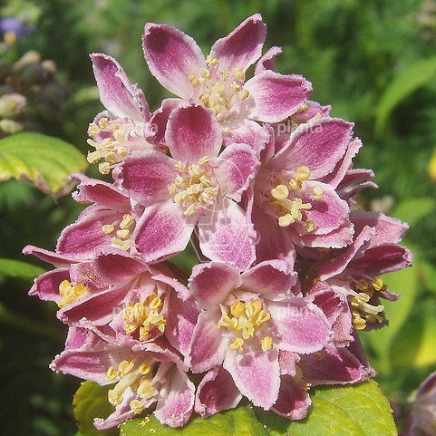 Deutzia hybrida 'Strawberry Fields'
