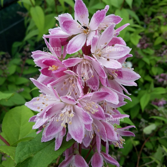 Deutzia hybrida 'Strawberry Fields'