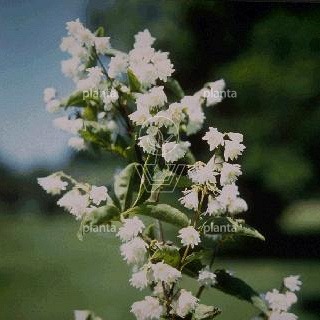 Deutzia scabra 'Plena'