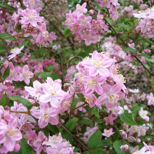 Deutzia scabra 'Plena'