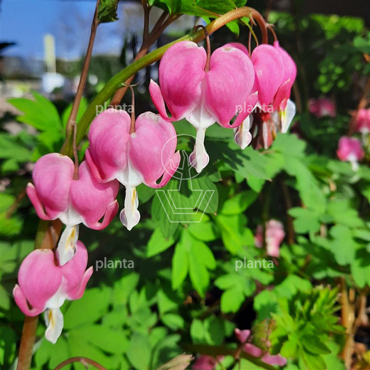 Dicentra spectabilis