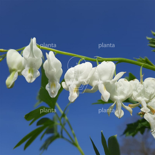 Dicentra spectabilis 'Alba'