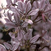Dictamnus albus
