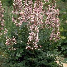 Dictamnus albus