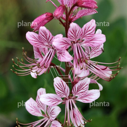 Dictamnus albus
