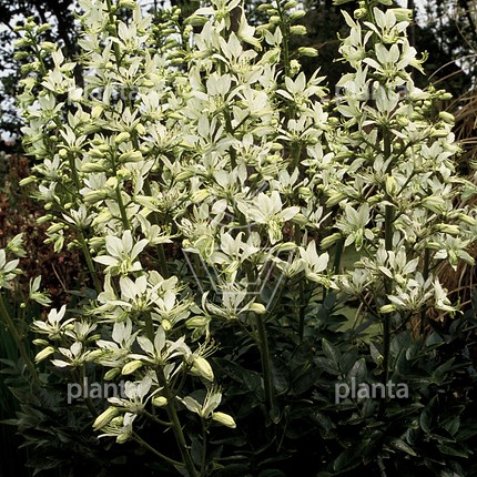 Dictamnus albus 'Albiflorus'