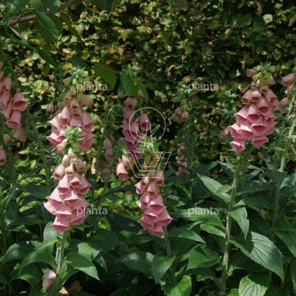 Digitalis 'Mertonensis'