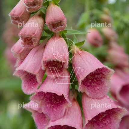 Digitalis 'Mertonensis'