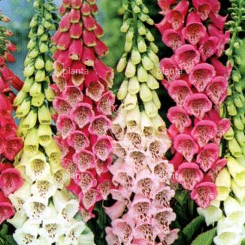 Digitalis purpurea 'Gloxiniiflora'