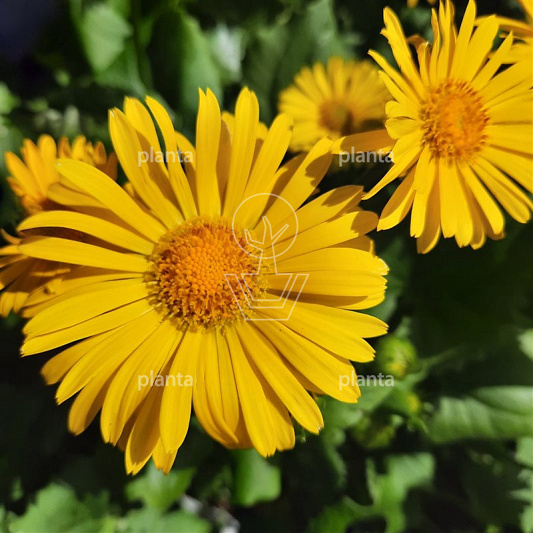 Doronicum orientale 'Little Leo'