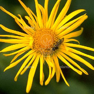Doronicum orientale