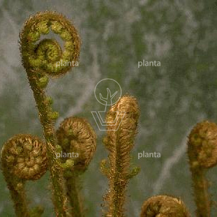 Dryopteris affinis