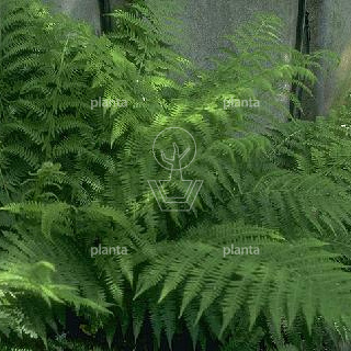 Dryopteris affinis