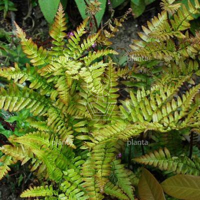 Dryopteris erythrosora