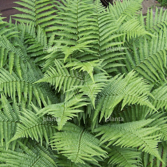 Dryopteris filix-mas