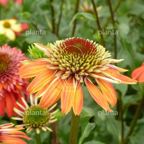 Echinacea 'Eccentric'