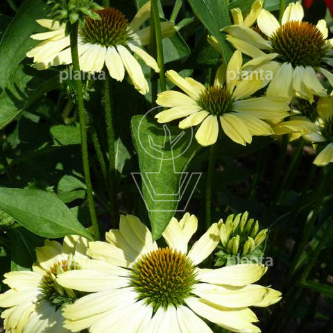 Echinacea 'Sunrise'