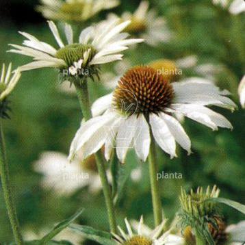Echinacea purpurea 'Alba'