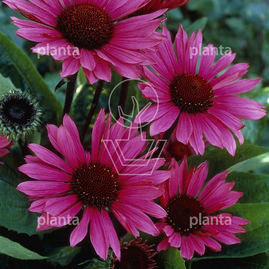 Echinacea purpurea 'Fatal Attraction'