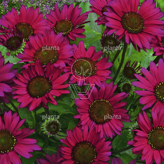 Echinacea purpurea 'Fatal Attraction'