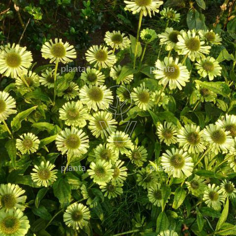 Echinacea purpurea 'Green Jewel'