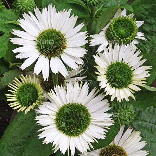 Echinacea purpurea 'Virgin'