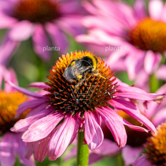 Echinacea purpurea